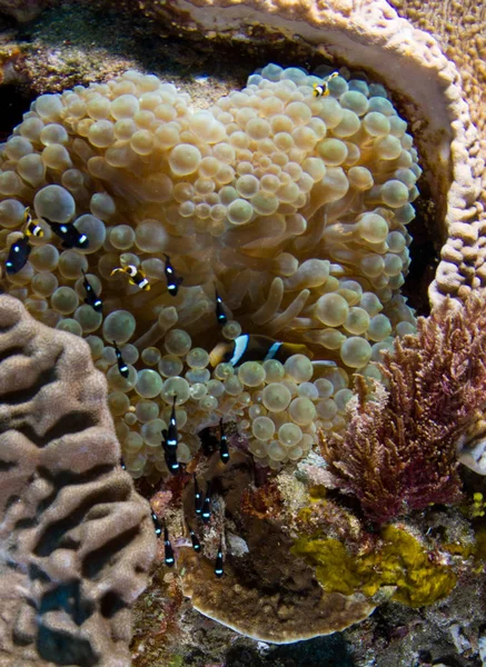 Серцеподібна Бульбашка Кінчику Корала Молодою Рибою — стокове фото