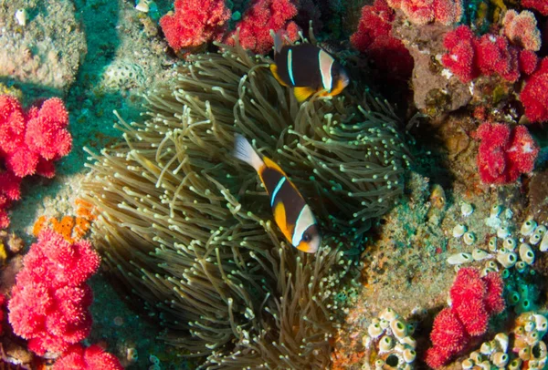 Дві Риби Анемони Барвистих Коралів — стокове фото