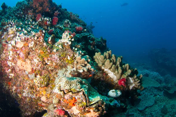 Bright hard coral reef