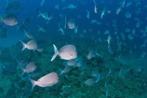 学校でスリンガー魚 — ストック写真