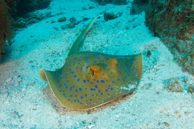 mavi benekli vatoz oceanfloor üzerinde