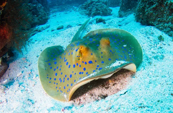 海底観測の青い斑点アカエイ — ストック写真