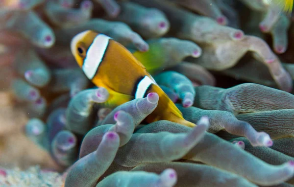 Peixe Anêmona Dois Olhos Amarelos Peixe Palhaço — Fotografia de Stock