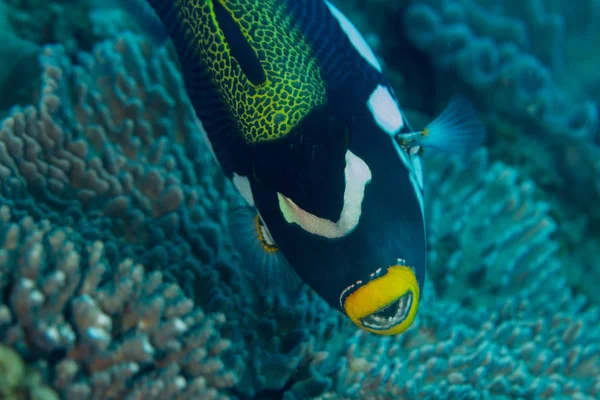 Clown Triggerfish Чорний Великими Білими Плямами — стокове фото