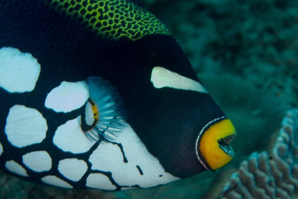 Clown Triggerfish Чорний Великими Білими Плямами — стокове фото