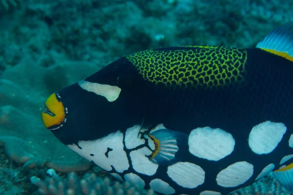 Clown Triggerfish Black Large White Spots Stock Picture