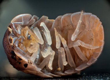 bir cochineal makro görünümü