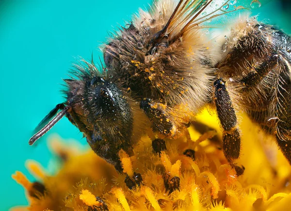 Ett bi på en gul blomma Stockbild