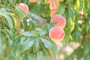 Ripe summer peaches on tree in orchard with sparkling sunshine in background clipart