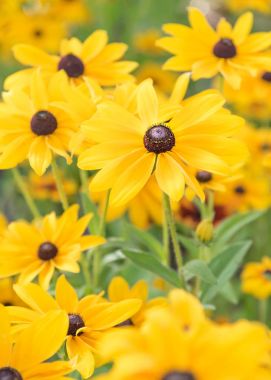 Vibrant yellow black-eyed susan flowers blooming in summer garden portrait format clipart