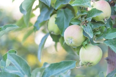 Close-up of green apples ripening on tree in summer at sunset clipart