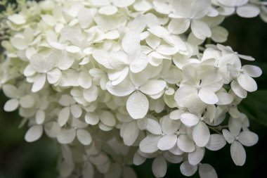 Yakın beyaz ortanca çiçekleri annabelle (ortanca arborescens)