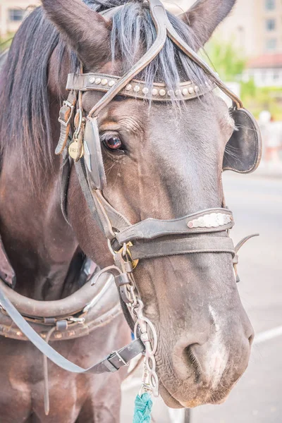 Carriage horse in harness close-up portrait