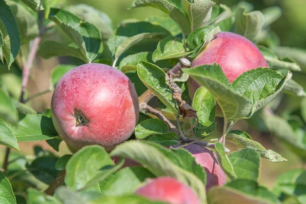 Elma Ağacı Dalı Geç Yaz Aylarında Kırmızı Elmalar — Stok fotoğraf