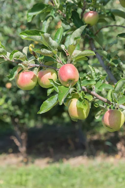 Yaz Aylarında Kırmızı Sarı Elma Ile Elma Ağacı Dalı — Stok fotoğraf