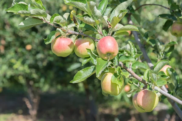 Gros Plan Des Pommes Rouges Jaunes Sur Branche Arbre Dans — Photo