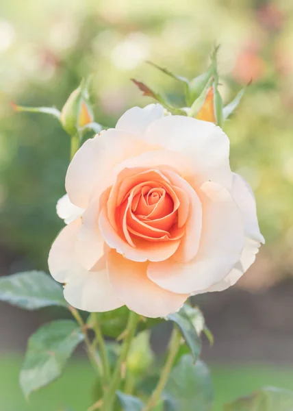 Close Pastel Peach Rose Full Bloom — Stock Photo, Image