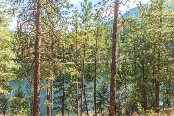Borovice Lesní Jezerem Pozadí Létě — Stock fotografie