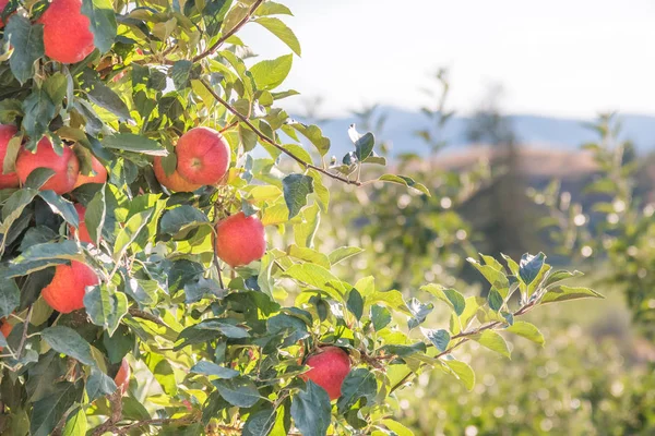 Belles Pommes Sur Branche Avec Des Collines Verdoyantes Soleil Arrière — Photo