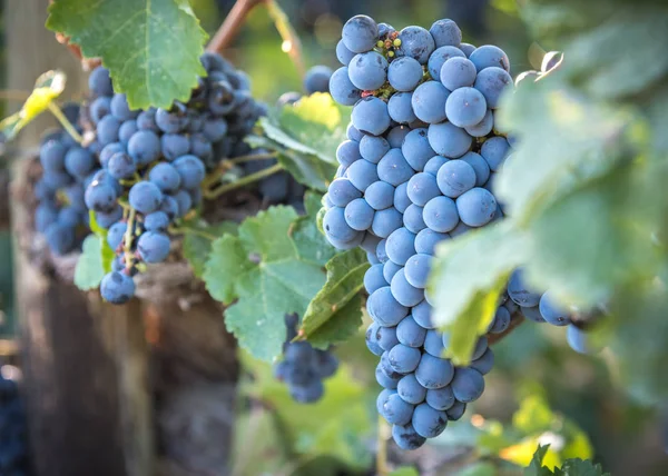 Vicino Uva Vigna Incandescente Nel Sole Autunnale — Foto Stock