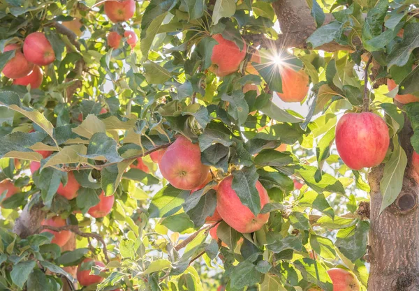 Pommes Rouges Soleil Automne Doré Dans Verger — Photo