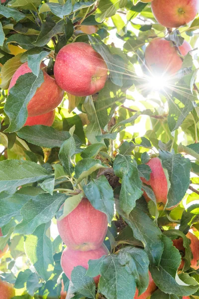 Sonbahar Güneşinin Ağaçta Olgun Kırmızı Elmalar — Stok fotoğraf