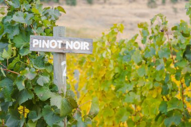 Pinot Noir işareti sonbahar asma üzüm bağı ile