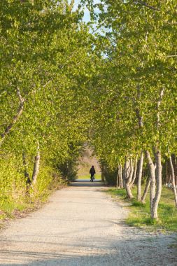 Kettle Vadisi Rail Trail mesafe bisikletçi ile ilkbaharda ağaçları ile kaplı