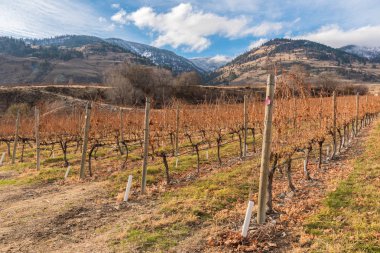 Rows of dormant grapevines in vineyard with snow covered mountains in background in late autumn