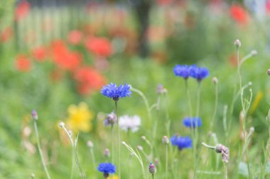 Kırmızı gül ve tahta parmaklık arka planda mavi Peygamber