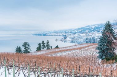 Rows of grapevines in snow covered vineyard with Okanagan Lake and mountains on foggy winter afternoon clipart