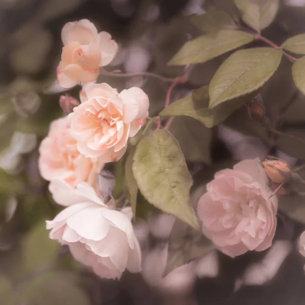 Soft pink roses blooming on rose bush outdoors vintage look — Stock Photo, Image