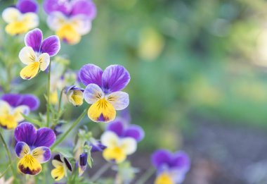 Purple and Yellow Johnny Jump-Ups (Violas) with green background clipart