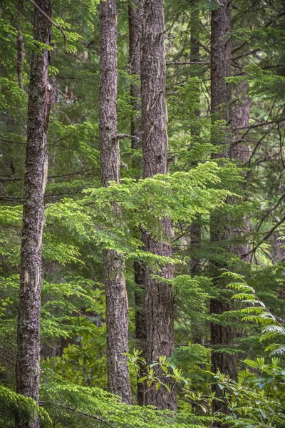 Douglas Fenyő Fatörzsek Ágak Rhododendron Lakások Manning Provincial Park — Stock Fotó