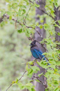 Steller's Jay yaprak döken orman içinde bir ağaç dalı