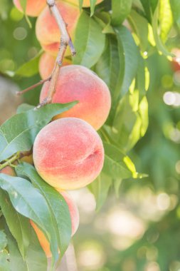 Tatlı olgun şeftali ve dalda meyve bahçesi yaz aylarında bırakır