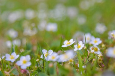 Yabani çilek çiçekler ilkbaharda çayırda