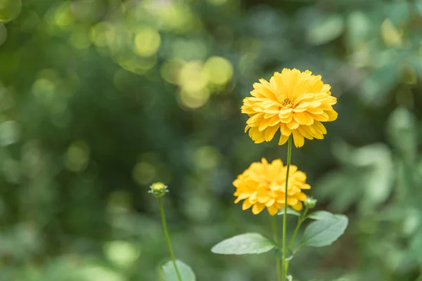 Jaune Vif Dahlia Fleurs Dans Jardin Été Avec Fond Vert — Photo