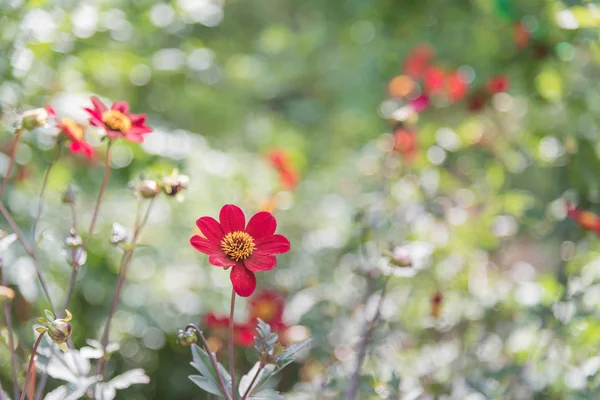 Dahlias Rouges Fleurissant Dans Jardin Été — Photo