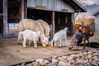 Somon kol, British Columbia/Kanada - 23 Ekim 2016: British Columbia Shuswap bölgeyi ziyaret için genç aileler için çiftlik hayvanları Demille'nın çiftlik Market sevişme hayvanat bahçesinde, eğlenceli bir yer.