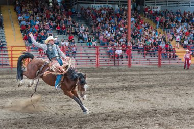 Williams Lake, British Columbia/Kanada - 1 Temmuz 2016: adam eyer bronc Yarışması'nda 90 Williams Lake izdiham, Kuzey Amerika'nın en büyük korkudan biri sırasında bucking ata biniyor