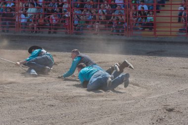 Williams Lake, British Columbia/Kanada - 2 Temmuz 2016: takım kovboy sürükledi toprağın vahşi bir atın vahşi at yarışı, 90'ıncı Williams Lake izdiham sırasında yakalamak çalışırken