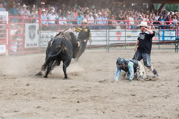 Williams Lake Columbia Británica Canadá Julio 2016 Toro Enojado Comienza — Foto de Stock