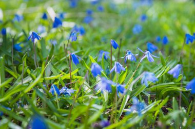 Yeşil çim erken ilkbaharda çiçek açan mavi scilla çiçekler
