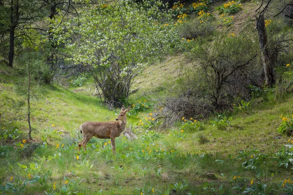 Paisagem Floresta Primavera Com Veados Luz Sol Com Grama Verde — Fotografia de Stock