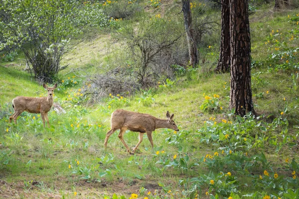 Two Mule Deer Walking Springtime Forest Pine Trees Flowering Saskatoon — Stock Photo, Image