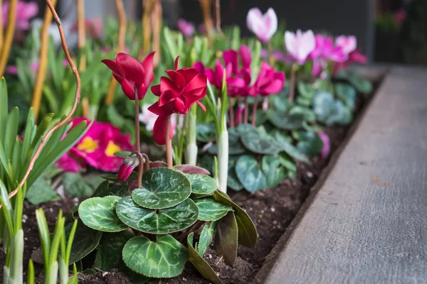 Cyclamen, primroses, and crocus in planter for springtime display — Stock Image Cyclamen Primroses Crocus Planter Springtime Display Royalty Free Stock Images