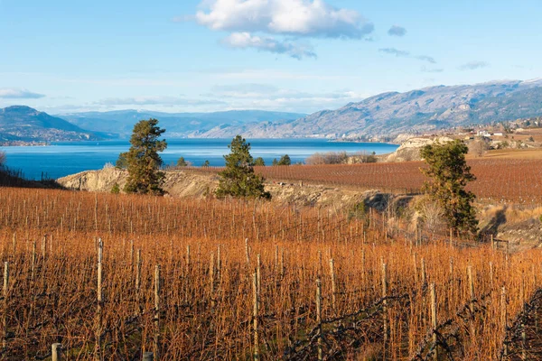 Vigneti Sulla Panchina Naramata Con Vista Sul Lago Okanagan Sulle — Foto Stock