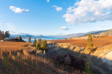 Sonbaharda Okanagan Gölü ile Narata Bench üzüm bağlarının panoramik manzarası
