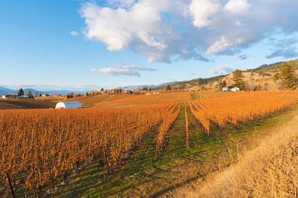 Veduta Del Vigneto Del Cielo Azzurro Sulla Panchina Naramata Autunno — Foto Stock